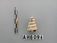 藏品(螺殼)的圖片